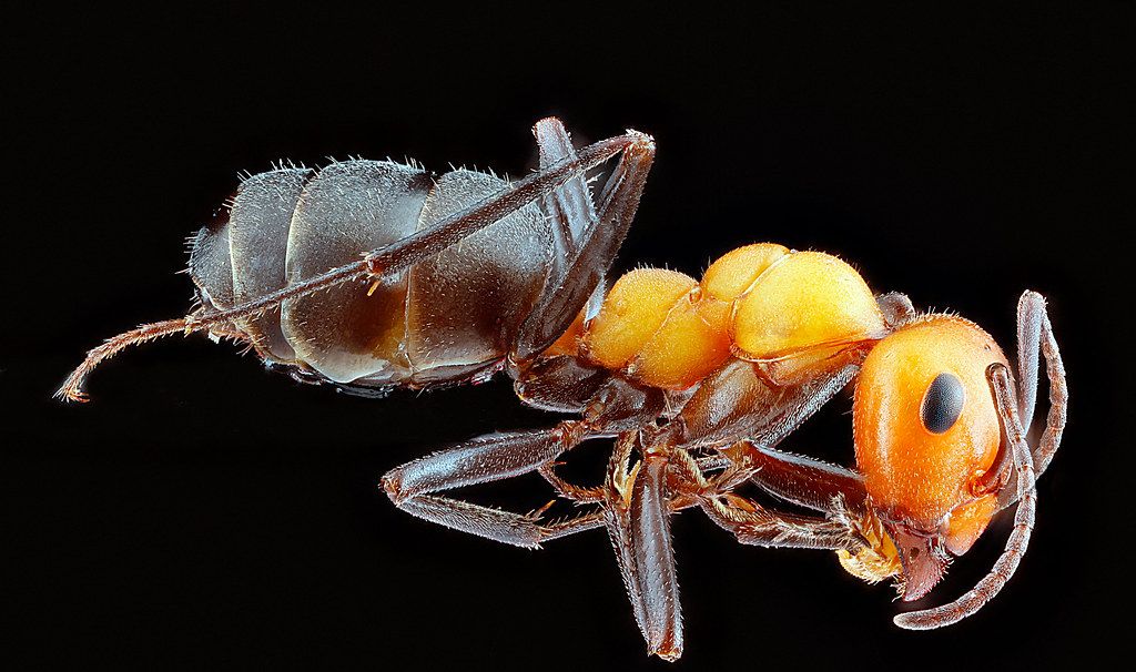 Ant Control service in Novi, MI