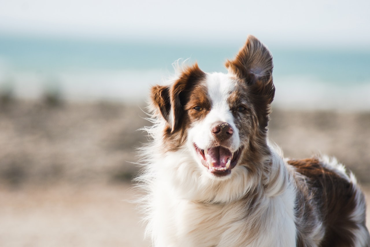 Flea & Tick Control service in Novi, MI