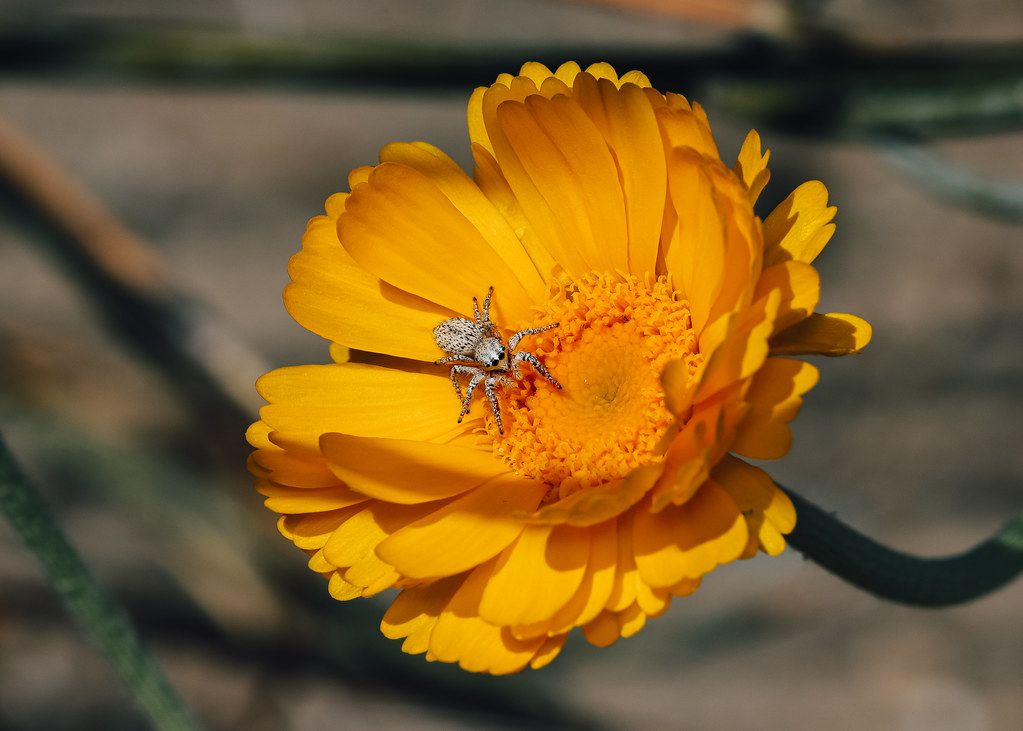 Spider Control service in Novi, MI